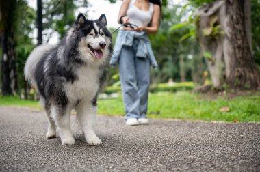 Bir kadın yeşil bir parkta köpeğini tasmayla gezdirirken onu eğitiyor. Bir köpek gezdiricisi Sibiryalı bir Husky 'yi parkta yürüyüşe çıkarıyor. kırpılmış bir resim