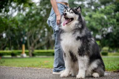 İyi eğitimli ve muhteşem bir Sibirya köpeği parkta bir sokakta oturuyor, sahibinin emirlerine itaat ediyor ve dışarıda eğitim görüyor..