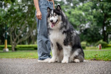 İyi eğitimli ve muhteşem bir Sibirya köpeği parkta bir sokakta oturuyor, sahibinin emirlerine itaat ediyor ve dışarıda eğitim görüyor..