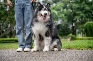 İyi eğitimli ve muhteşem bir Sibirya köpeği parkta bir sokakta oturuyor, sahibinin emirlerine itaat ediyor ve dışarıda eğitim görüyor..