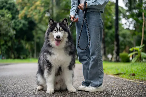 Sağlıklı, tüylü Sibirya köpeği yeşil bir parkta sahibiyle birlikte tasmayla yürüyor. Kot elbiseli bir kadın köpeğini dışarıda yürüyüşe çıkarırken eğitiyor. kırpılmış bir resim