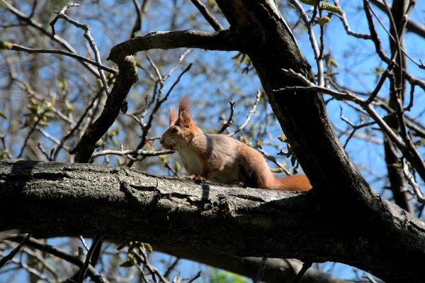 Beautiful Redhead Squirrel Sitting Wood Beautiful Outdoor Nature Sunny Day — Stock Photo, Image