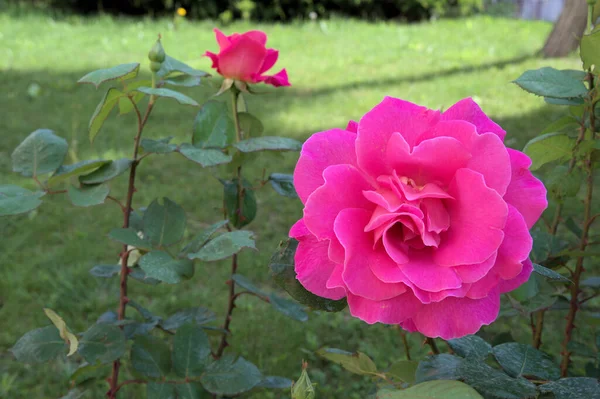Belle Fleur Rose Rose Vert Feuilles Beutiful Nature Macro Vue — Photo