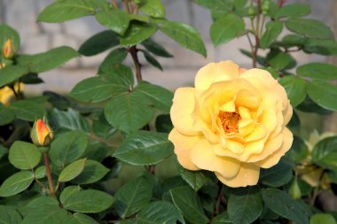 Güzel çiçek sarı gül yeşil yapraklar güzel makro manzara