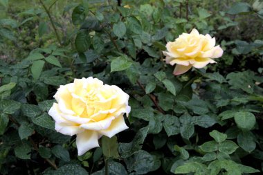 Güzel çiçek sarı gül yeşil yapraklar güzel makro manzara