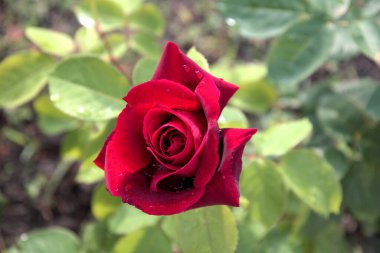 Güzel çiçek kırmızı gül yeşil yapraklar güzel doğa makro manzara