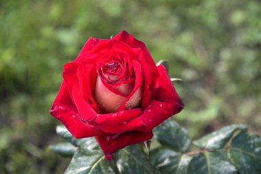 Güzel çiçek kırmızı gül yeşil yapraklar güzel doğa makro manzara