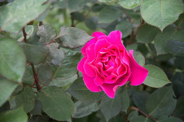 Piękny Kwiat Różowy Róża Zielony Liście Piękne Natura Makro Widok — Zdjęcie stockowe