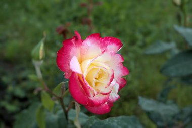 Güzel çiçek iki renk taç yaprakları pembe ve sarı yapraklar güzel doğa makro manzarası