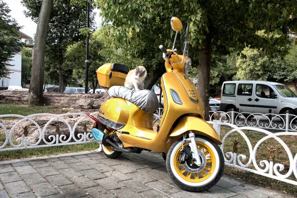 Istanbul Turkey sunny day, yellow moto bike scooter relaxed street cat