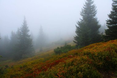 Dağ yamacında, ladin ağaçlarının arasında sisli bir manzara.