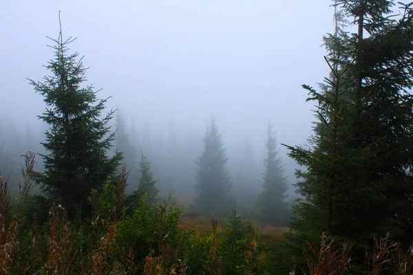 Туманный Пейзаж Горах Среди Елок — стоковое фото