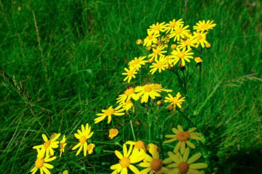 bahar sarısı çiçek senecio vernalis