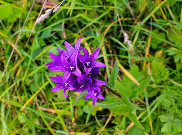 Hermosa Flor Púrpura Campana Campanula Glomerata — Foto de Stock