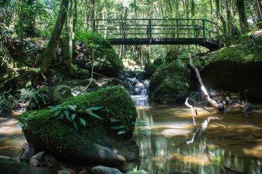 Kinabalu Ulusal Parkı, Sabah, Malezya 'daki tropikal yağmur ormanları boyunca geçmek için küçük bir dere ve bir köprü