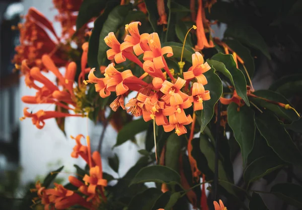 stock image Vibrant orange flowers commonly known as flamevine or orange trumpet vine