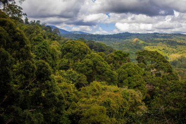 Poring, Kinabalu Ulusal Parkı, Sabah, Malezya çevresindeki yağmur ormanları manzarası