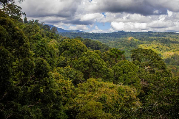 Blick Auf Den Regenwald Rund Poring Kinabalu Nationalpark Sabah Malaysia — Stockfoto