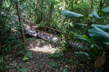 Kinabalu Park, Poring Hot Spring, Sabah, Malezya 'daki ağaç tepe örtüsüne doğru yol alıyoruz.