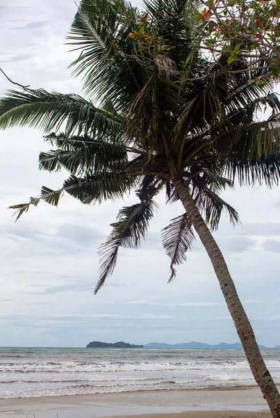 Drzewo Kokosowe Wzdłuż Plaży Pantai Beringgis Podczas Pochmurnego Dnia Sabah — Zdjęcie stockowe