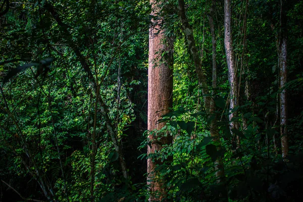 Vegetação Espessa Floresta Tropical Torno Poring Parque Nacional Kinabalu Sabah — Fotografia de Stock