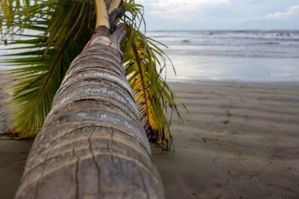 Padlý Kokosový Strom Důsledku Eroze Moře Podél Pláže Pantai Beringgis — Stock fotografie
