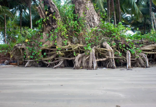 Raízes Uma Árvore Exposta Devido Erosão Mar Longo Praia Pantai — Fotografia de Stock