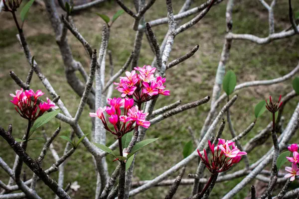 Branco Frangipaniflowers Rosa Noto Anche Come Plumeria — Foto Stock