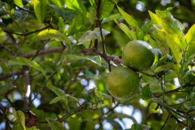 Tatlı kireç meyvesi (ayrıca Citrus limetta olarak da bilinir) bir ağaçta. C vitamini açısından zengin yiyecekler ve bağışıklığı arttırır.