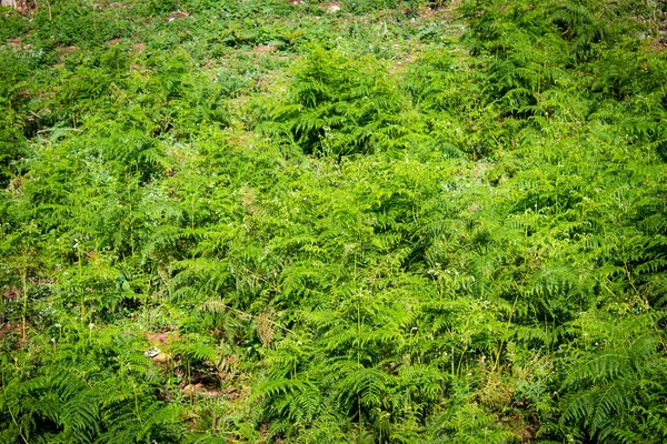 Schöne Aussicht Auf Wilde Farnblätter Waldgebiet Yercaud Salem Indien — Stockfoto