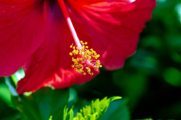 Vista Vicino Del Colore Rosso Hibiscus Pianta Fiorita Noto Anche — Foto Stock