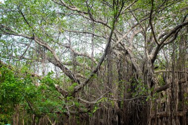 Aşağı kökleri olan büyük ve geniş bir banyan ağacı, Hyderabad, Hindistan