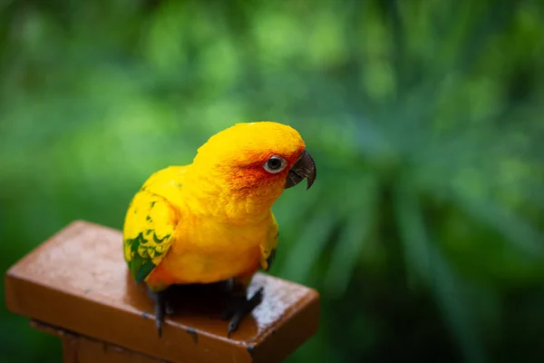 Helder Geel Gekleurde Sun Parakeet Een Overdekte Omgeving — Stockfoto
