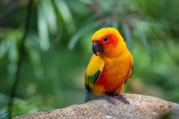 Bela Brilhante Amarelo Colorido Sun Parakeet Sentado Sobre Uma Rocha Fotografia De Stock