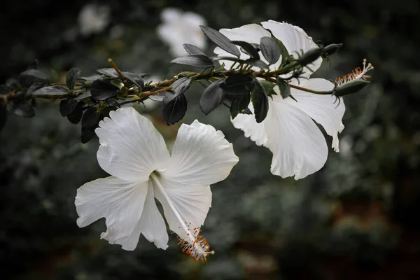 히비스커스 목부용 목부용 식물이다 꽃잎에 주의를 집중하라 — 스톡 사진
