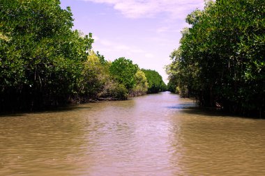 Cuddalore bölgesindeki en büyük mangrov ormanlarından biri olan Pichavaram Mangrove Ormanı manzarası, Tamil Nadu