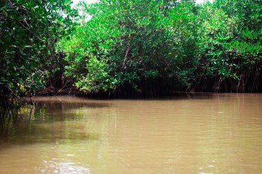 Cuddalore bölgesindeki en büyük mangrov ormanlarından biri olan Pichavaram Mangrove Ormanı manzarası, Tamil Nadu