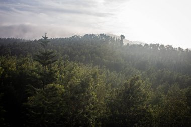 Namakkal bölgesindeki Kolli tepelerinin manzarası, Tamil Nadu.