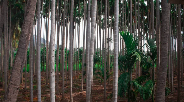 View of areca palm tree plantation. Betel tree plantation along with coconut trees.
