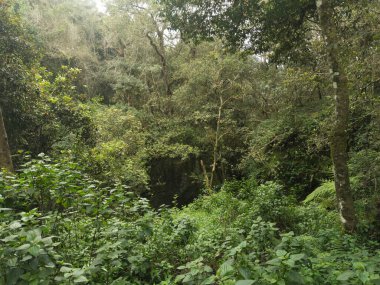 Şeytan Mutfağı olarak da bilinen Guna Mağarası 'nın üzerindeki sık bitki örtüsü Tamil Nadu, Kodaikanal' da bulunan popüler bir turistik merkezdir. İngilizce Çeviri: Guna Mağarası