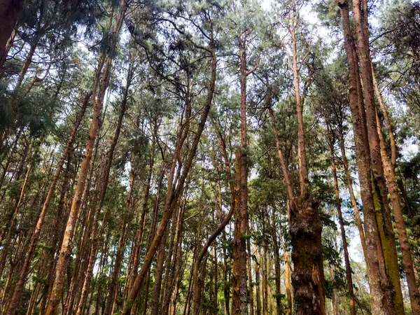Tall pines trees in the Pine forest located in Kodaikanal, Tamil Nadu