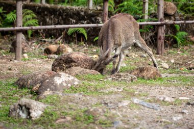 Munnar yakınlarındaki Kannan Devan Tepeleri 'ndeki Eravikulam Milli Parkı' nda gezinen Nilgiri tahr. Kerala 'nın Idukki ilçesinin Devikulam Taluk ilçesinde yer almaktadır.