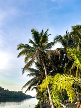 Hindistan 'ın Kerala eyaletindeki Kochi durgun suları boyunca hindistan cevizi ağaçları ve yeşillik. Kochi (ayrıca Cochin olarak da bilinir) birçok durgun sulara sahip bir kıyı kentidir..