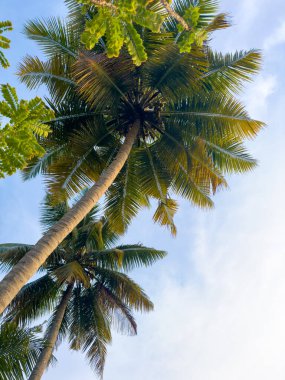 Hindistan 'ın Kerala eyaletindeki Kochi durgun suları boyunca hindistan cevizi ağaçları ve yeşillik. Kochi (ayrıca Cochin olarak da bilinir) birçok durgun sulara sahip bir kıyı kentidir..