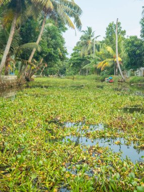 Hindistan 'ın Kerala eyaletinde su sümbülü bitkileriyle kaplı Alappuzha durgun suları. Doğunun Venedik 'i olarak bilinir..