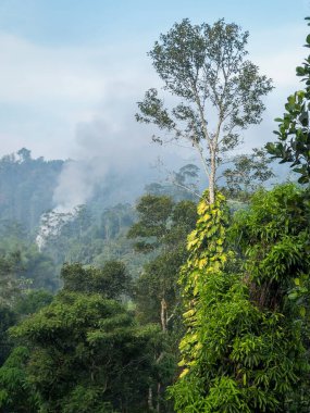 Munnar, Idukki İlçesi, Kerala çevresindeki tepelerin manzarası.