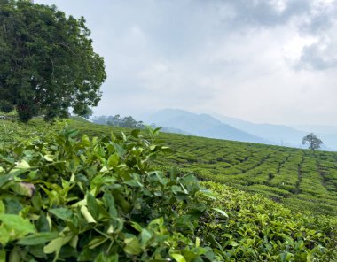 Chithirapuram View Point, Munnar, Kerala için güzel çay tarlaları manzarası