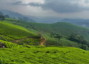 Chithirapuram View Point, Munnar, Kerala için güzel çay tarlaları manzarası