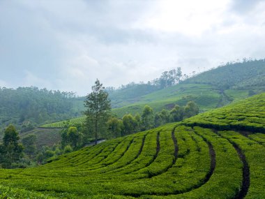 Fotoğraf noktasından çay tarlasının manzarası, Mattupetty, Kannan Devan Hills, Kerala