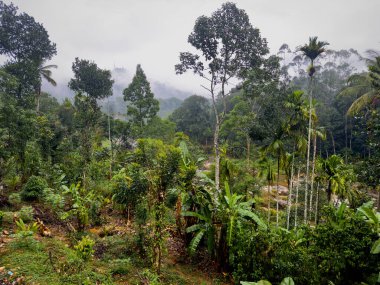 Munnar, Idukki Bölgesi yakınlarındaki Muthirapuzha Nehri boyunca bitki ve ağaçlar, Kerala.
